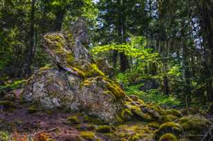 Proxy Falls trail-3995.jpg